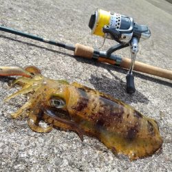 風吹く越前海岸でエギング